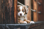 Australian Shepherd Welpe