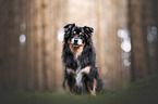 Australian Shepherd Rde