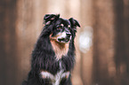 Australian Shepherd Rde