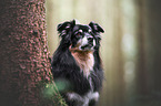 Australian Shepherd Rde