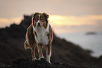 Australian Shepherd