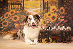 Australian Shepherd Welpen