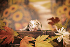 Australian Shepherd Welpe