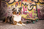 Australian Shepherd