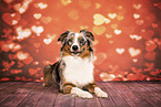 Australian Shepherd