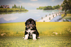 Australian Shepherd Welpe