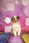 Australian Shepherd Welpe