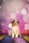 Australian Shepherd Welpe