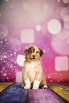 Australian Shepherd Welpe