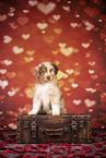 Australian Shepherd Welpe