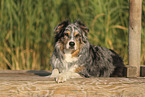 Australian Shepherd