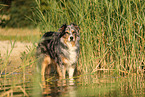 Australian Shepherd