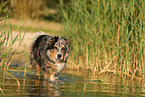 Australian Shepherd