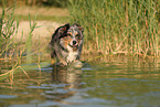 Australian Shepherd