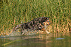 Australian Shepherd