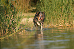 Australian Shepherd