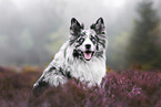 Australian Shepherd