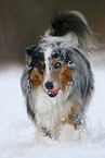 Australian Shepherd