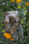 junger Australian Shepherd