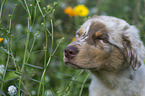 junger Australian Shepherd