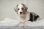 junger Australian Shepherd