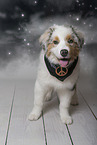 junger Australian Shepherd