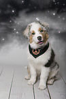 junger Australian Shepherd