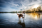 Australian Shepherd