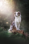 Australian Shepherd