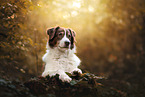 Australian Shepherd