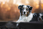 Australian Shepherd