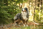 Australian Shepherd