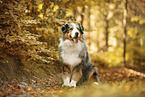 Australian Shepherd