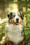 Australian Shepherd