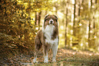 Australian Shepherd