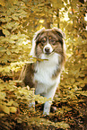 Australian Shepherd