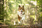 Australian Shepherd