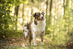 Australian Shepherd