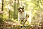 Australian Shepherd