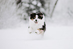 Australian Shepherd Rde