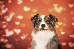 Australian Shepherd