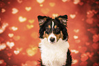 Australian Shepherd