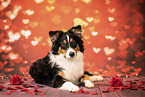 Australian Shepherd