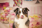 Australian Shepherd