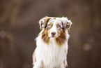 Australian Shepherd