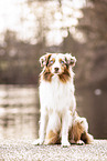 Australian Shepherd