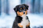 Australian Shepherd