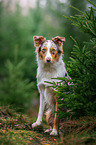 Australian Shepherd