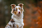 Australian Shepherd