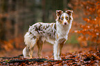 Australian Shepherd